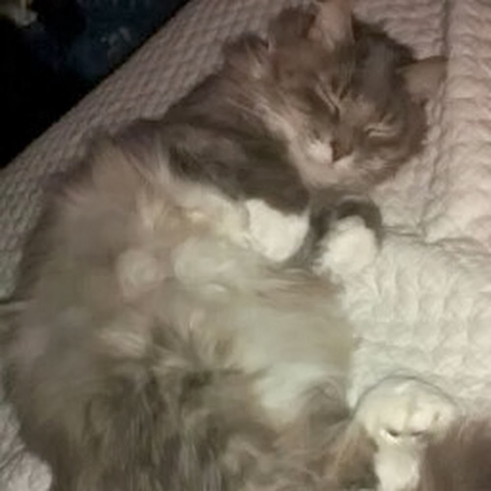 Meet your Posher, Carolyn